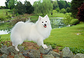 DOG 01 JN0013 01
American Eskimo Standing On Rocks