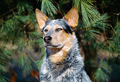 DOG 01 JN0015 01
Head Shot Of Australian Cattle Dog By Pine Tree