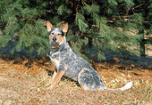 DOG 01 JN0016 01
Australian Cattle Dog Sitting On Dry Grass By Pine Tree