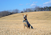 DOG 01 JN0017 01
Australian Cattle Dog Sitting In Dry Grass Field