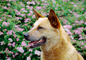 DOG 01 JN0018 01
Head Shot Of Australian Cattle Dog Sitting By Pink Blossoms