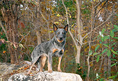DOG 01 JN0019 01
Australian Cattle Dog Standing On Rock In Woods