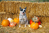DOG 01 JN0020 01
Australian Cattle Dog Sitting By Hay Bales And Pumpkins