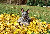 DOG 01 JN0021 01
Australian Cattle Dog Laying In Autumn Leaves