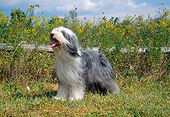 DOG 01 JN0022 01
Bearded Collie Standing On Grass By Yellow Blossoms
