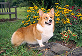 DOG 01 JN0024 01
Welsh Corgi Standing On Rocks In Garden