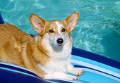 DOG 01 JN0025 01
Welsh Corgi Floating In Pool