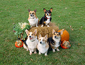 DOG 01 JN0026 01
Group Of Cardigan Welsh Corgis Sitting By Hay Bale And Pumpkins