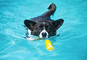 DOG 01 JN0027 01
Cardigan Welsh Corgi Fetching Toy In Pool