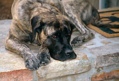 DOG 01 JN0030 01
Close-Up Of Mastiff Resting On Brick