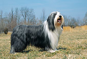 DOG 01 JN0031 01
Bearded Collie Standing On Grass Field