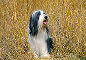 DOG 01 JN0032 01
Bearded Collie Sitting In Tall Dry Grass