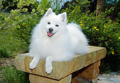 DOG 01 JN0033 01
American Eskimo Laying On Bench