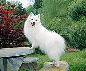 DOG 01 JN0034 01
American Eskimo Standing On Table In Garden