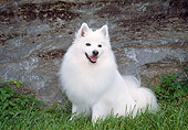 DOG 01 JN0035 01
American Eskimo Sitting On Grass By Boulder