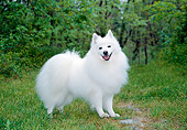 DOG 01 JN0036 01
American Eskimo Standing On Grass