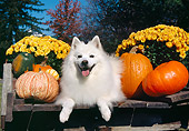 DOG 01 JN0037 01
American Eskimo Laying By Pumpkins And Gold Flowers