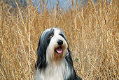DOG 01 JN0038 01
Head Shot Of Bearded Collie Sitting In Tall Dry Grass