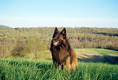 DOG 01 JN0041 01
Tervuren Belgian Shepherd Sitting In Grass Field