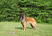 DOG 01 JN0042 01
Tervuren Belgian Shepherd Standing In Grass Field
