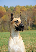 DOG 01 JN0043 01
Head Shot Of Great Dane Sitting In Grass Field