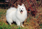 DOG 01 JN0048 01
American Eskimo Standing On Grass