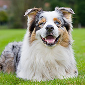 DOG 01 JS0001 01
Australian Shepherd Laying On Grass