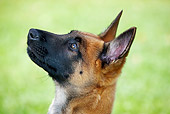 DOG 01 JS0003 01
Close-Up Head Shot Of Belgian Malinois