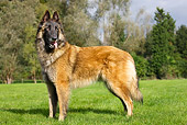 DOG 01 JS0005 01
Belgian Shepherd Standing On Grass Field