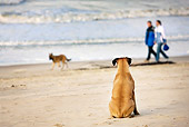 DOG 01 JS0006 01
Boxer Sitting On Beach Watching Alsatian With Couple