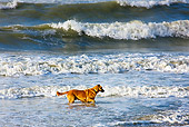 DOG 01 JS0007 01
Belgian Shepherd Wading In Sea