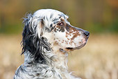 DOG 01 JS0008 01
Close-Up Head Shot Of English Setter
