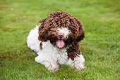 DOG 01 JS0009 01
Brown And White Spanish Water Dog Laying In Grass