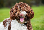 DOG 01 JS0010 01
Close-Up Of Brown And White Spanish Water Dog Laying In Grass