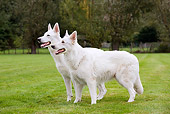 DOG 01 JS0011 01
White Swiss Shepherds Standing In Grass Field Profile
