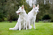 DOG 01 JS0012 01
White Swiss Shepherds Sitting In Grass Field