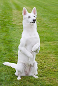 DOG 01 JS0013 01
White Swiss Shepherd Sitting Up On Hind Legs In Grass Field
