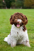 DOG 01 JS0017 01
Spanish Water Dog Sitting On Grass Field