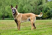 DOG 01 JS0019 01
Belgian Malinois Standing On Grass Field Profile