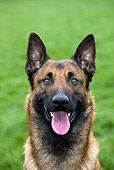 DOG 01 JS0020 01
Head Shot Of Belgian Malinois Sitting On Grass