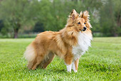 DOG 01 JS0026 01
Shetland Sheepdog Standing On Grass Field