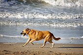 DOG 01 JS0027 01
German Shepherd Running On Beach With Tennis Ball