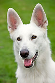 DOG 01 JS0028 01
Head Shot Of White Swiss Shepherd On Grass Field