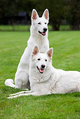 DOG 01 JS0029 01
Portrait Of Two White Swiss Shepherds On Grass Field