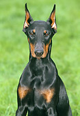DOG 01 JS0036 01
Portrait Of Doberman Pinscher Sitting On Grass