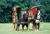 DOG 01 JS0037 01
Greater Swiss Mountain Dogs Pulling Wagon On Grass