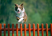DOG 01 JS0041 01
Border Collie Jumping Over Red Fence