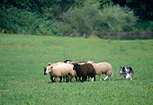 DOG 01 JS0043 01
Australian Shepherd Herding Sheep In Pasture