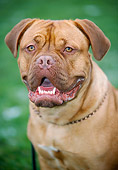 DOG 01 JS0044 01
Head Shot Of Dogue de Bordeaux On Grass