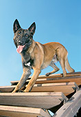 DOG 01 JS0047 01
Herding Dog Climbing Down Wooden Steps